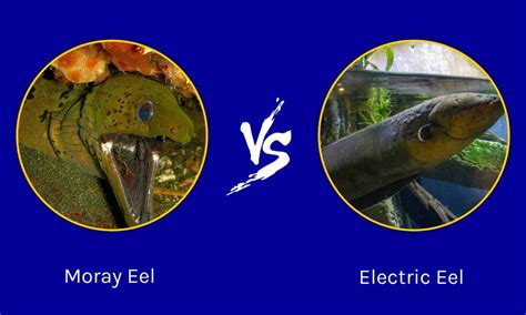 electric eel enclosures|electric eel sizes.